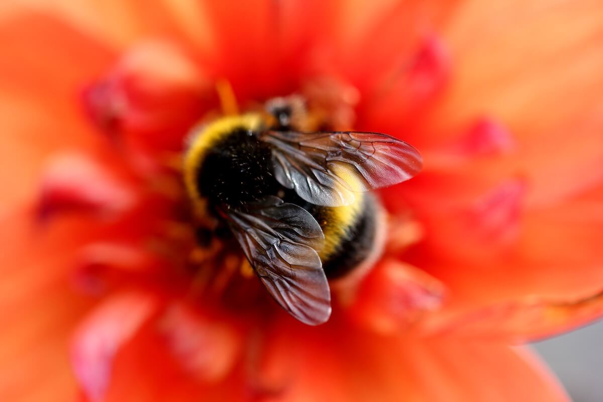 World Bee Day 2020 MasterMind Earth